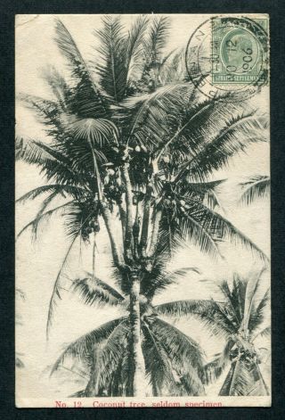 Malaya Penang 1906 S.  S.  Kevii 1c Stamp On Coconut Tree Postcard Penang To India