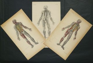 1870 Set Of 3 Antique Prints Of Human Anatomy.  Medicine.  Muscles.  Nerves.
