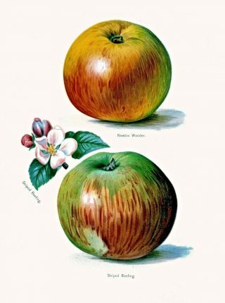Apples Botanical Fruit Growers Guide - 1 Vintage Art Print/poster Newton Wonder