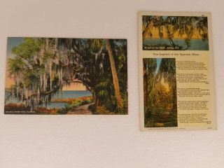 Vintage Linen Florida Postcards (2),  Spanish Moss Legend/old Moss Oak Tree