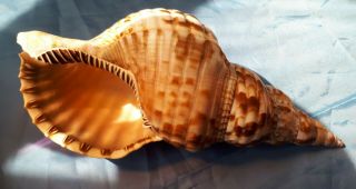 Antique Large Sea Snail Shell.  False Trumpet/ Triton 