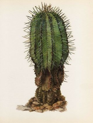 Vintage Botanical Print Cactus Print Wall Art Euphorbia Horrida (c112)