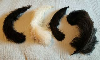 Antique Or Vintage Fluffy Ostrich Feathers For Hats Millinery 1 White,  3 Black
