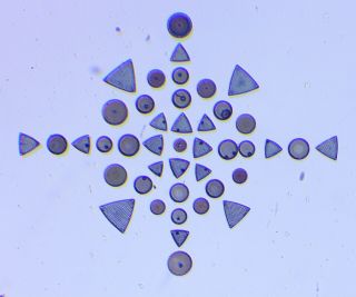 E.  C.  P.  Bone Vintage Microscope Slide Of Arranged Diatoms,  1962