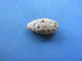 Vintage Fossilized Fossil Pine Cone,  Seed And Seed Holes