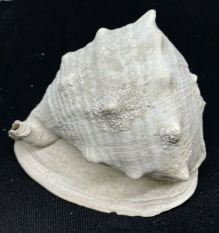 Vintage Giant Conch Shell 9 Inches,  3.  6 Pounds
