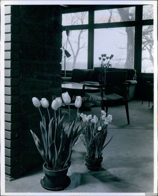Vintage Potted Tulips Daffodils Living Room Windows Architecture Photo 8x10