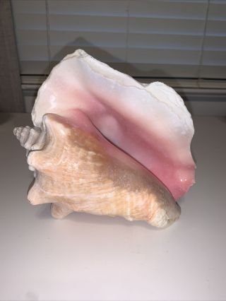 Vintage Large Natural Pink Queen Or King Conch Sea Shell Seashell 8” Gorgeous