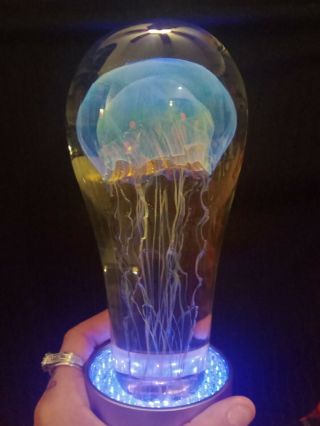 Richard Satava Large Moon Jellyfish Art Glass Sculpture 10 " Hx4.  5 " W