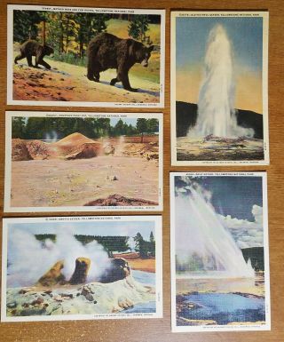 5 Yellowstone National Park Vintage Postcards,  Haynes Studios