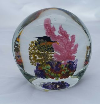 CHRIS HEILMAN Angel Fish Coral Reef 1998 Art Glass Sculpture Paperweight 3