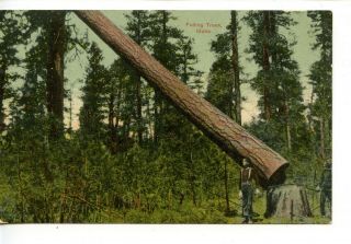 Felling Trees - Lumbering Occupation - Men At Work - Idaho - Vintage Postcard
