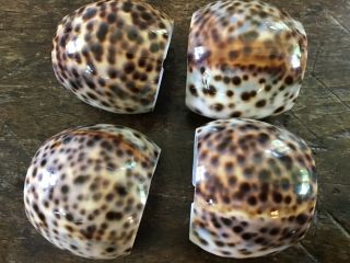 Vintage Set Of 4 Tiger Cowrie Seashell Napkin Rings,  Natural Shells,