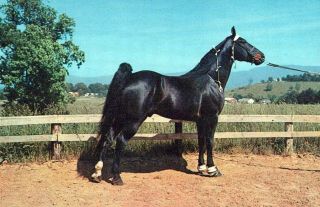 Champion Walking Horse Famous Tennessee Walking Horses Vintage Chrome Post Card