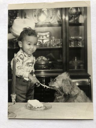Vtg Photo Boy Joy With Cocker Spaniel Dog - Eating Cake - 1950 