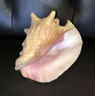 Vintage Large Natural Pink Queen Or King Conch Sea Shell Seashell 7 " Gorgeous