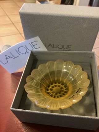 Lalique France Paquerette Daisy Frosted Flower Pin Trinket Dish Bowl Nib Amber