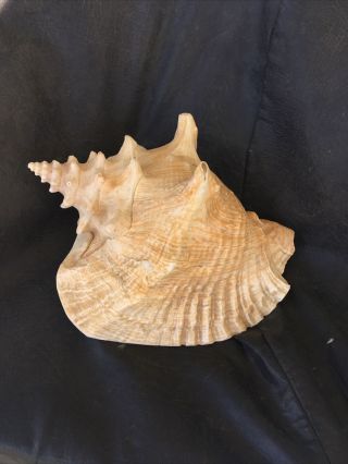 Large Vintage Queen Pink Conch Seashell 10”x7.  5” Older Piece