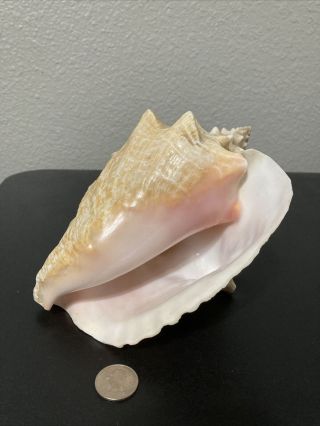 Vintage Large Natural Very Pink Queen Conch Sea Shell Seashell Beach Decor 8 "