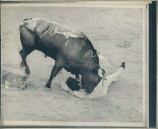 1975 Photo Bull Fight Chasing Animal Huge Field 8x10 Vintage Image