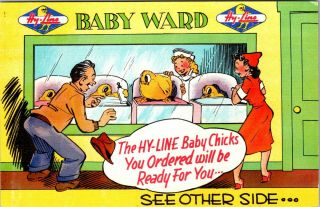 Hy Line Baby Chicks Chickens Vintage Advertising Order Confirmation Postcard