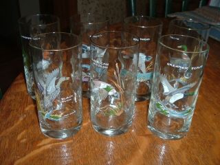 Vintage Mcm 60s Ned Smith Game Birds High Ball Glasses 5.  5 " Set Of Seven (7)
