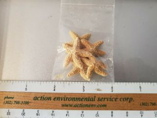 Star Fish - Sailor Valentine Winner Liquidation All Sea Shells Tiny Rare Vintage