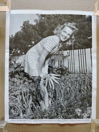 Elyse Knox In Her Victory Garden Leggy Candid Portrait Photo 1943