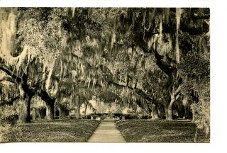 Live Oak Walk - Brookgreen Gardens - Myrtle Beach - South Carolina - Vintage Postcard