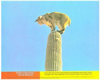 Best Of Walt Disney True Life Adventures Lobby Card Bobcat Cactus