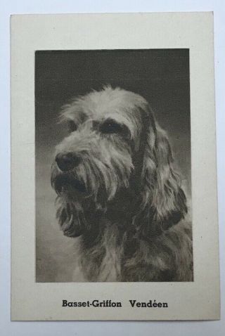 Dog Trade Card Petit Basset Griffon Vendéen Vintage Ad Card Eau De Cologne