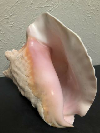 Vintage Large Natural Pink Queen Conch Sea Shell Seashell 8 " X 6 " Beach Decor