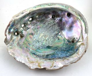 Vintage Large Abalone Shell Red Pacific Jewelry 8.  25 " X 6.  75 " X 3 " (1lb - 7oz)