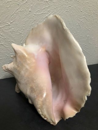 Vintage Large Natural Pink Queen Conch Sea Shell Seashell 7 - 8 " X 6 - 7 " Beach