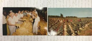 2 Vintage Eastern Williamston Nc Postcards - Tobacco Warehouse & Harvesting