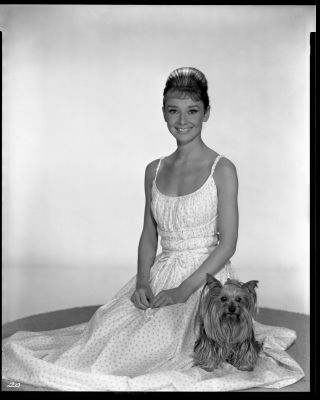 Audrey Hepburn Terrier Dog Breakfast At Tiffanys Fraker Portrait Photo