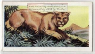 Puma Cougar Large Wild Cat Feline America Vintage Ad Trade Card