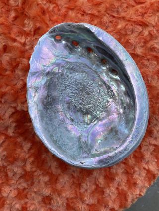 Vintage Red Abalone Shell Multicolor Iridescence 8”L X,  6.  5”W,  Mother Of Pearl 2