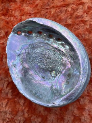 Vintage Red Abalone Shell Multicolor Iridescence 8”L X,  6.  5”W,  Mother Of Pearl 3