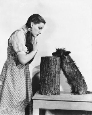 Judy Garland B&w 8x10 Photo The Wizard Of Oz Toto