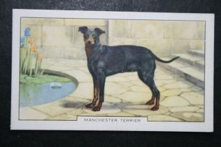 Manchester Terrier Vintage Coloured Card Cat H