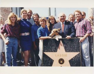 Lassie - Photo - Getting Star On Hollywood Walk Of Fame