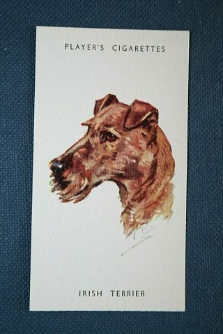 Irish Terrier Vintage Portrait Card Cat N