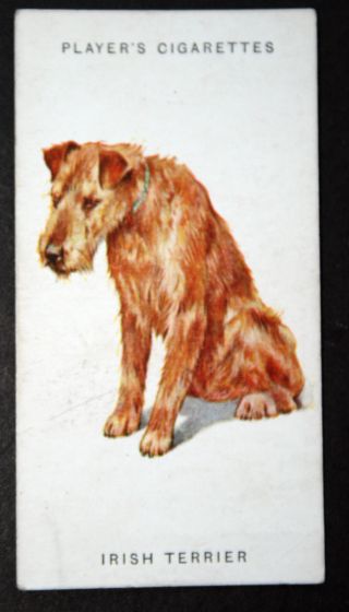 Irish Terrier Early 1930 