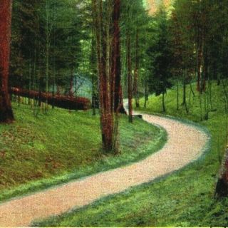 Woodland Park Path To Green Lake Seattle,  Washington Wa Vtg Postcard 1908