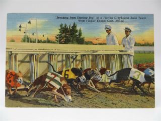 Vintage Florida Postcard - Greyhound Race Track,  West Flagler Kennel Club Miami