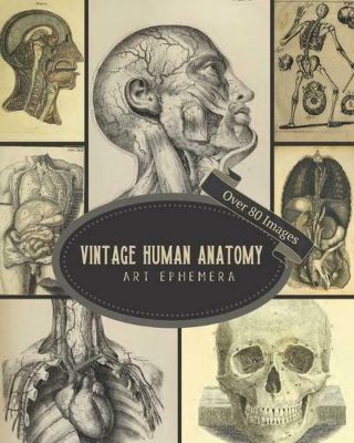 Vintage Human Anatomy Art Ephemera By Ann Everett (english) Paperback Book