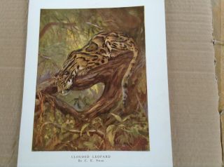 Pastel Style Print By C.  E.  Swan Of Clouded Leopard - Over 100 Years Old