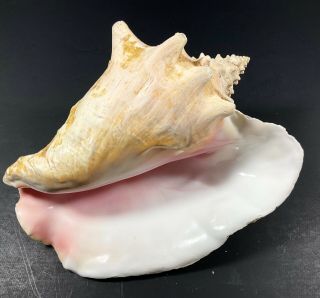 Vintage Large Pink & White Queen Conch Shell Beach Sea Nautical 9 "