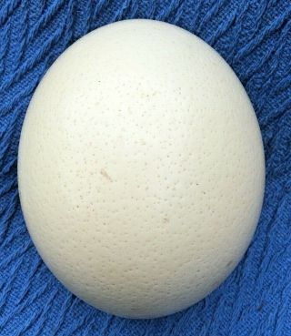 Vintage Ostrich Egg Blown Ready For Craft 3 Available